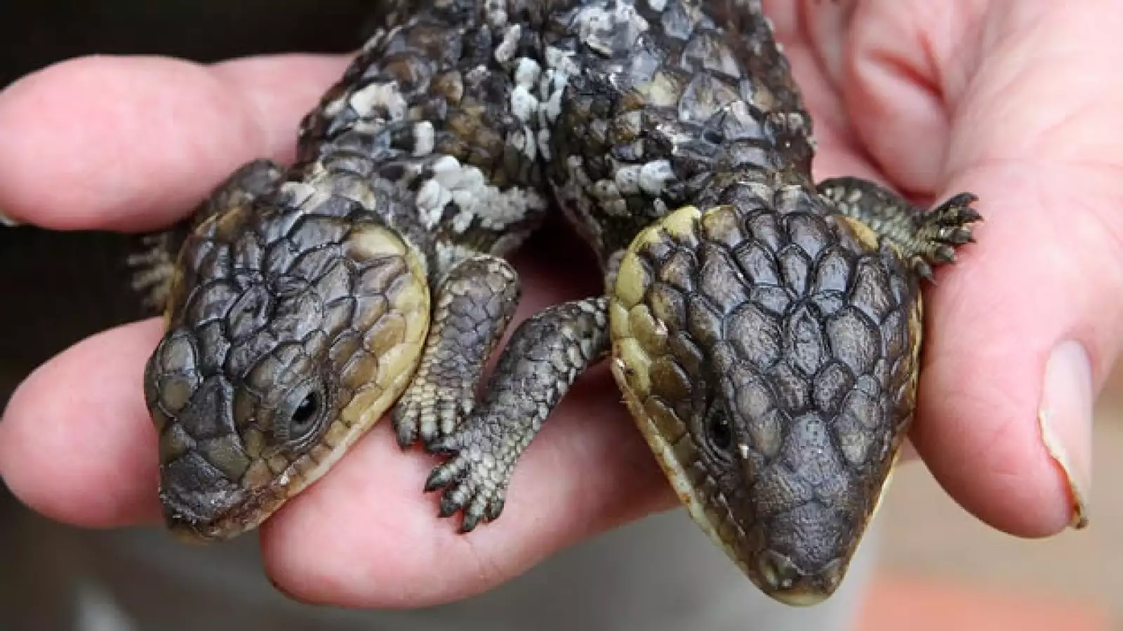 Animales con dos cabezas