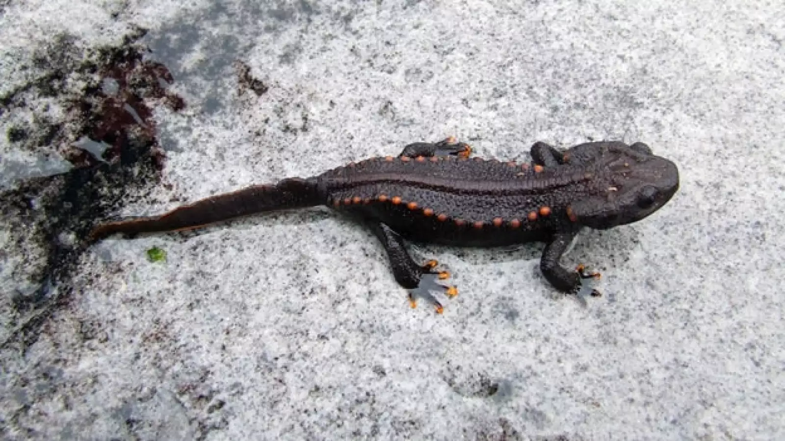 triton especies vietnam
