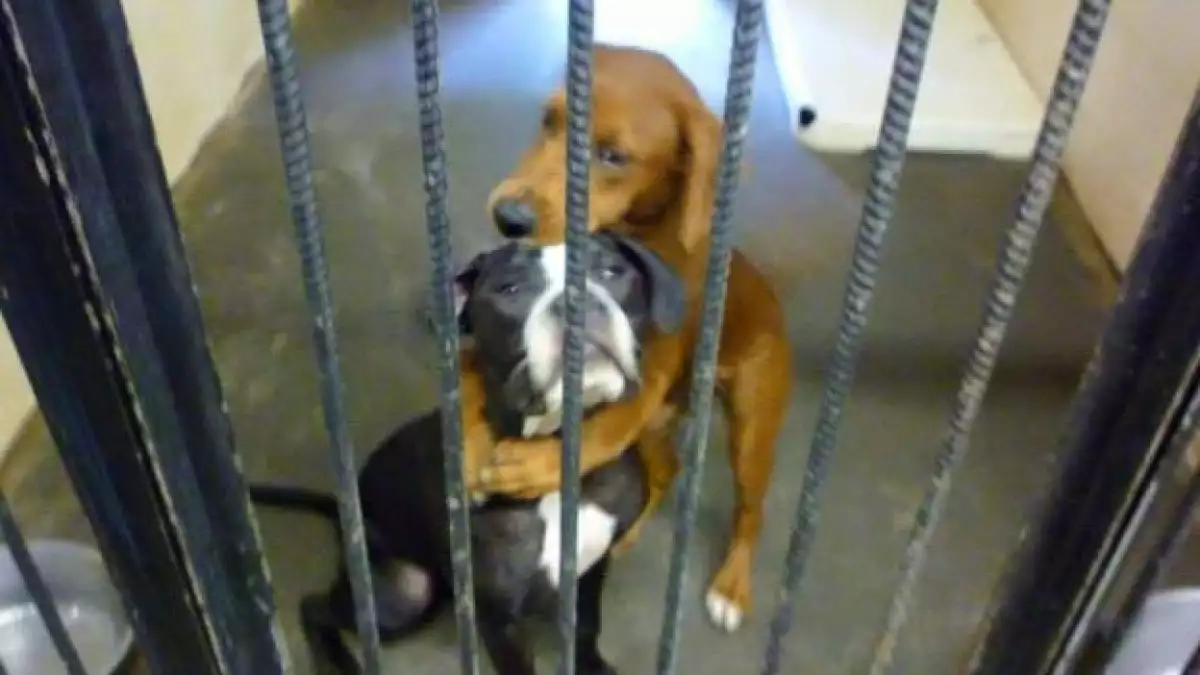 kala y keira, perros, refugio