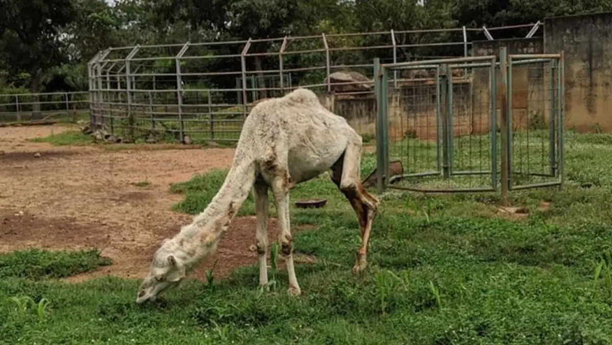 CAMELLO-DESNUTRIDO.JPG