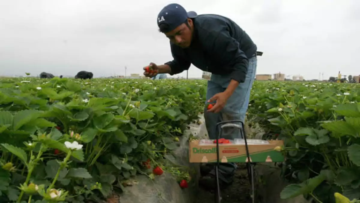 560,000 migrantes mexicanos cayeron perdieron su empleo en 2009