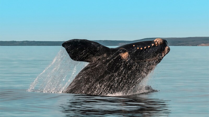 rocual-ballena-sudafrica-1.jpg