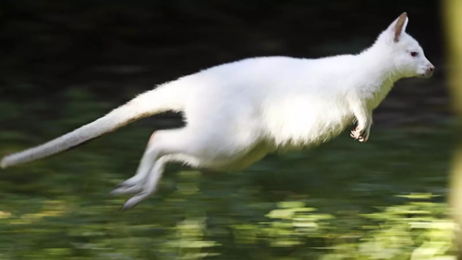 Canguro, albino, 2