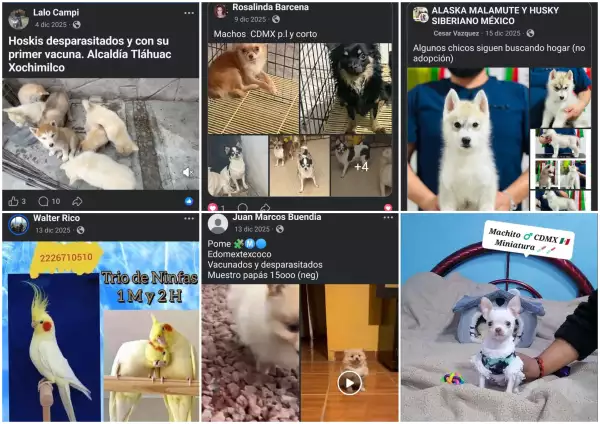 cachorros Facebook CDMX y Edomex.jpg