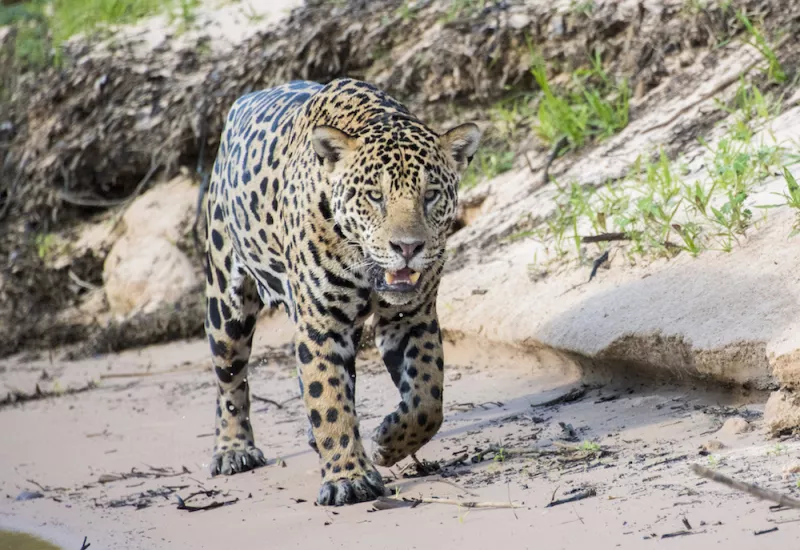 Jofre_Jaguars__28.JPG