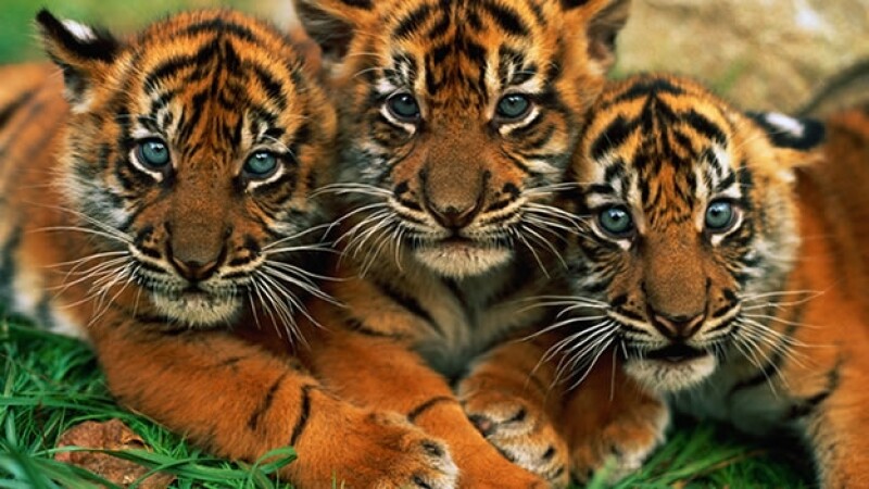 opiniÓn el tigre de sumatra una especie más al borde de la extinción