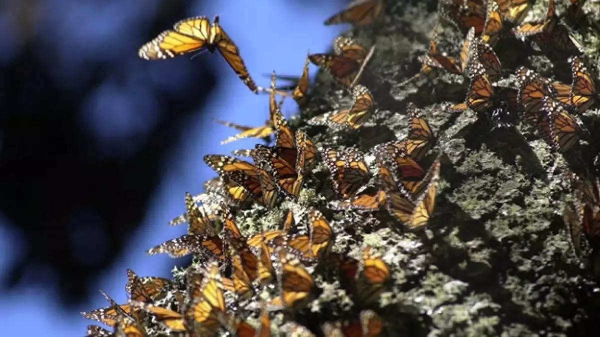mariposas monarcas