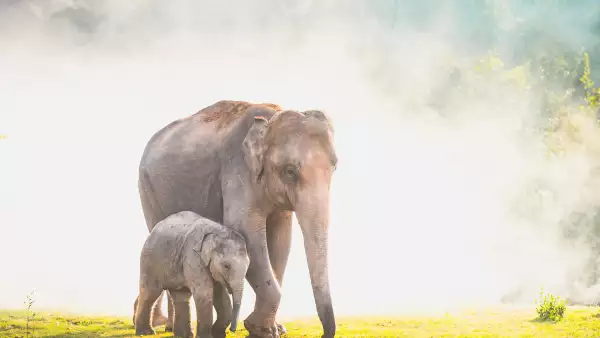 Elephants walking in the tropical rainforest rice field at sunrise