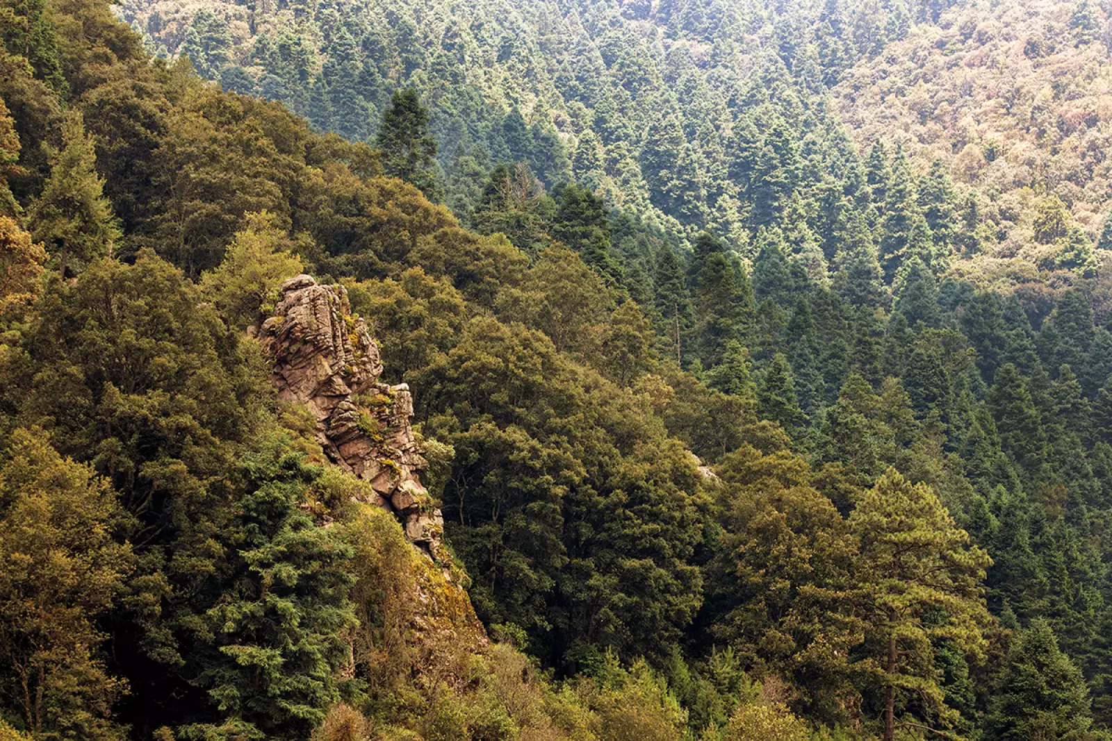 Recuperar los bosques para vivir