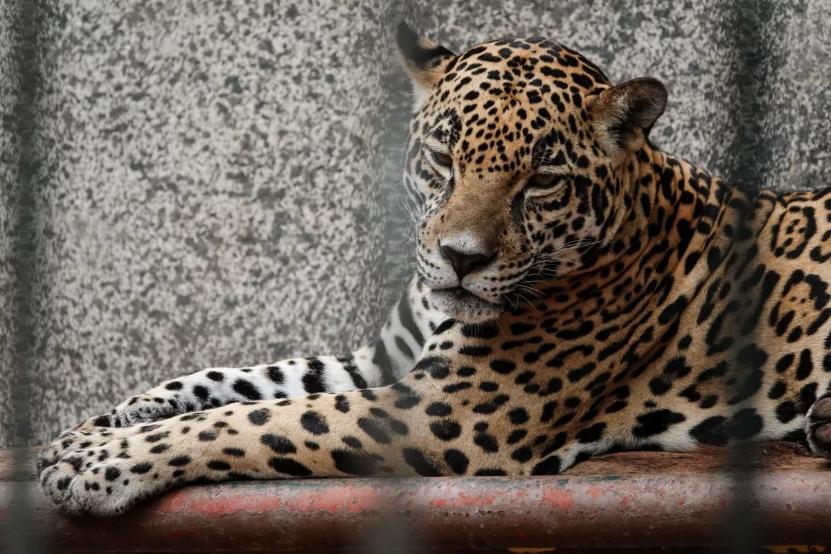jaguar