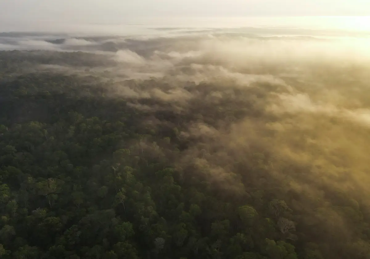 Una vista aérea muestras árboles y niebla de la selva de la Amazonía en Manaos, estado de Amazonas, Brasil. 