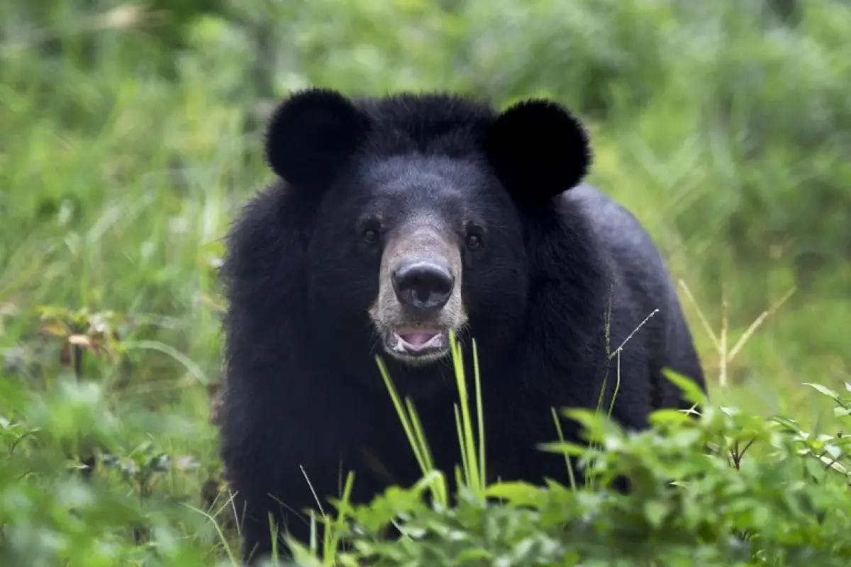 Oso