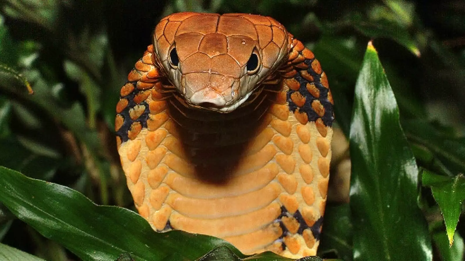 cobra real especies amenazadas