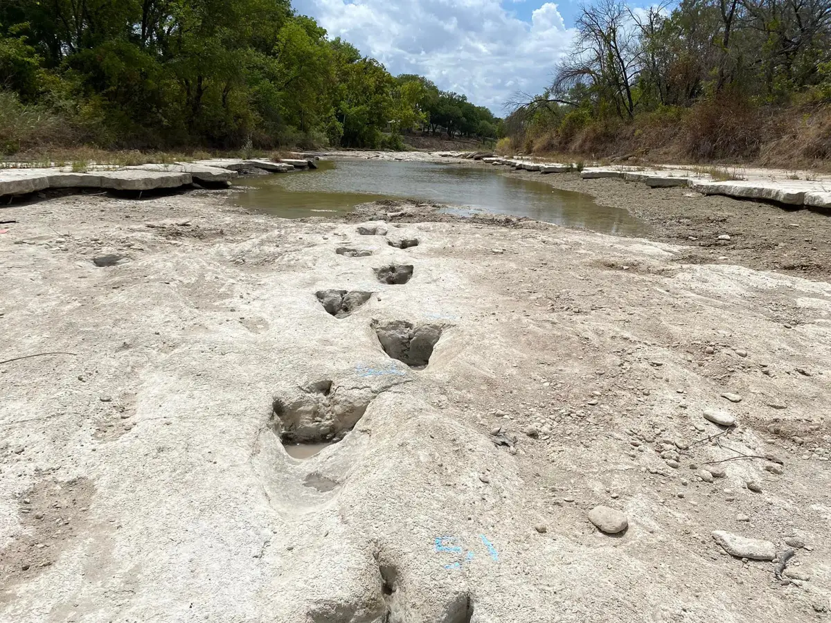 Esta imagen del cortesía obtenida el 23 de agosto de 2022 por cortesía del Parque Estatal Dinosaur Valley muestra huellas de dinosaurios de hace unos 113 millones de años, descubiertas en el Parque Estatal de Texas después de una sequía severa que secó un río.