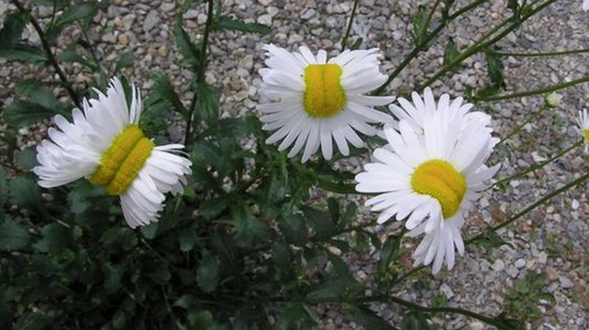 flores fukushima