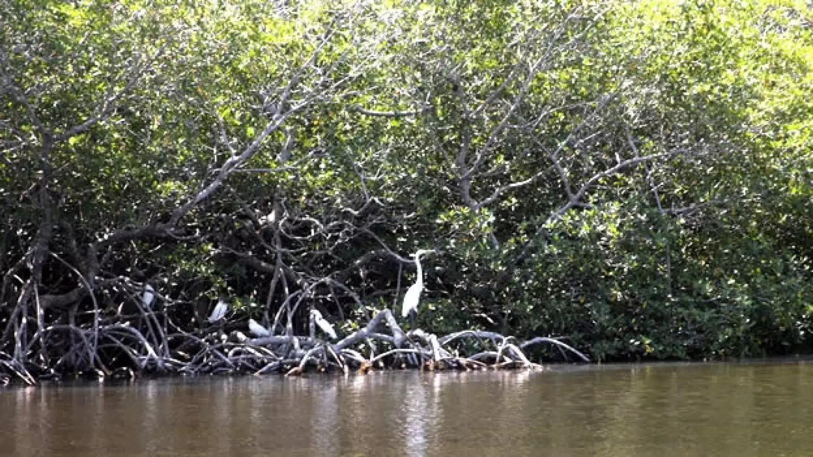 aves y humedales veracruz 9