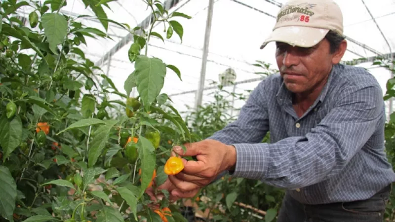 sequia agricultura hidroponia