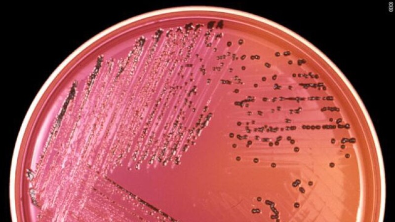 bacteria salmonela