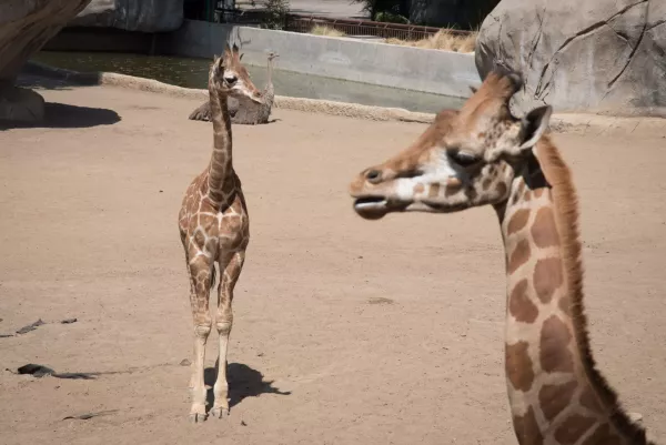 La nueva jirafa bebé del Zoológico de Chalputepec.