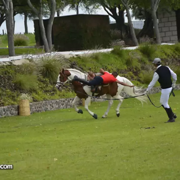 Doma y exhibición de destreza de jinetes y caballos
