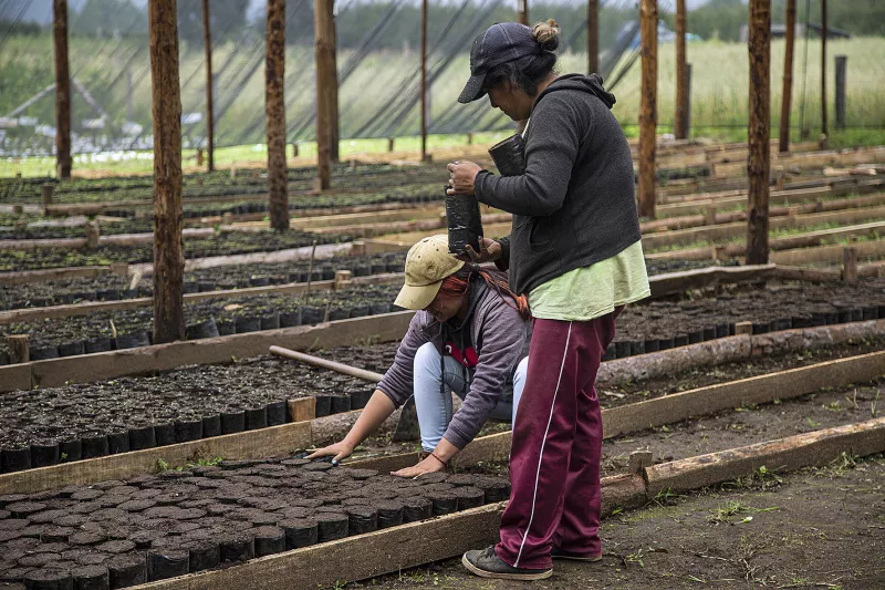 Dos campesinas trabajan en un vivero de Veracruz. El programa Sembrando vida de AMLO está lleno de irregularidades y opacidad. 