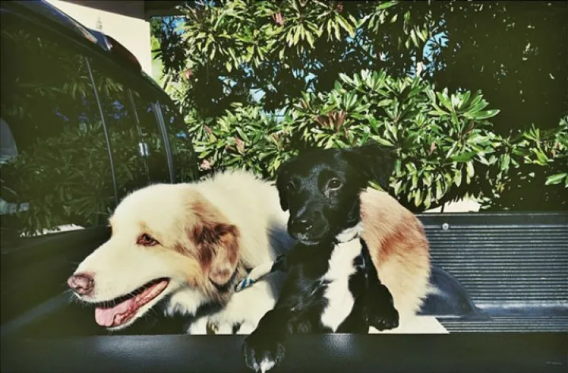 El actor y su novia modelo siguen demostrando que su relación sentimental se pone cada vez más formal y ahora decidieron agregar a un nuevo integrante, un tierno perrito.