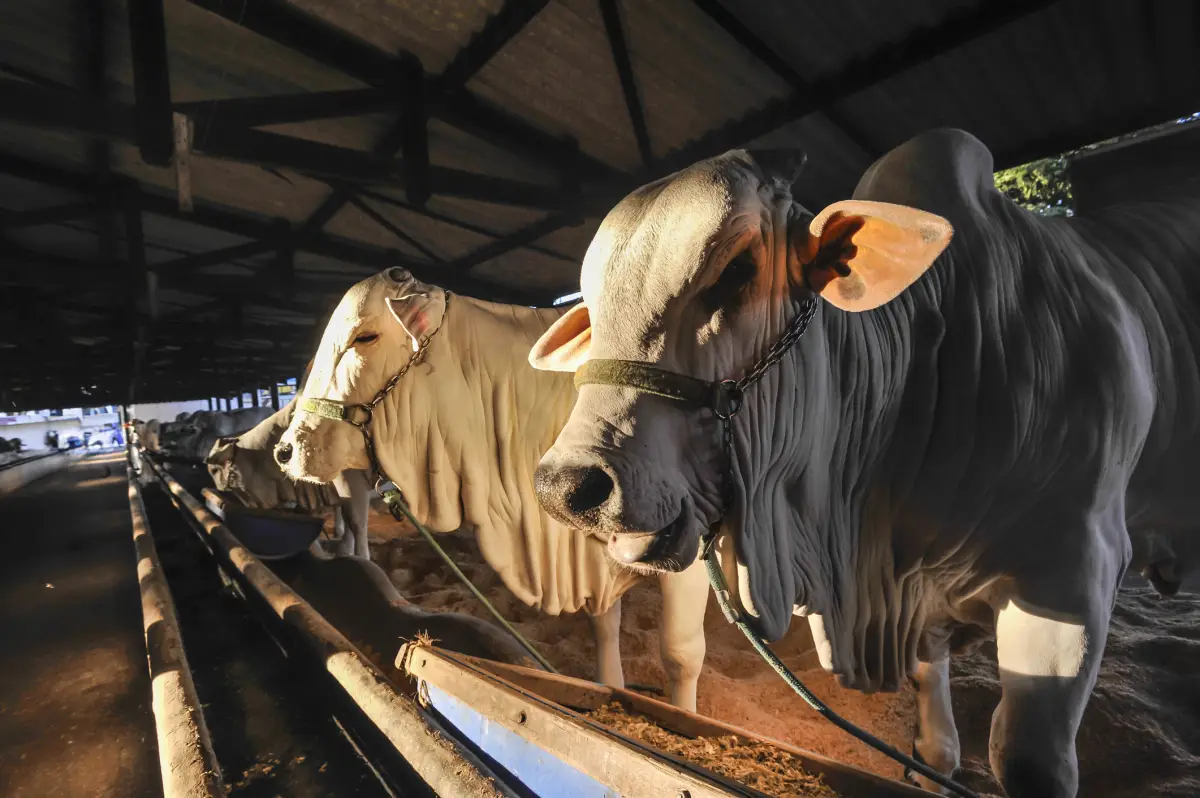 Nellore cattle in stable