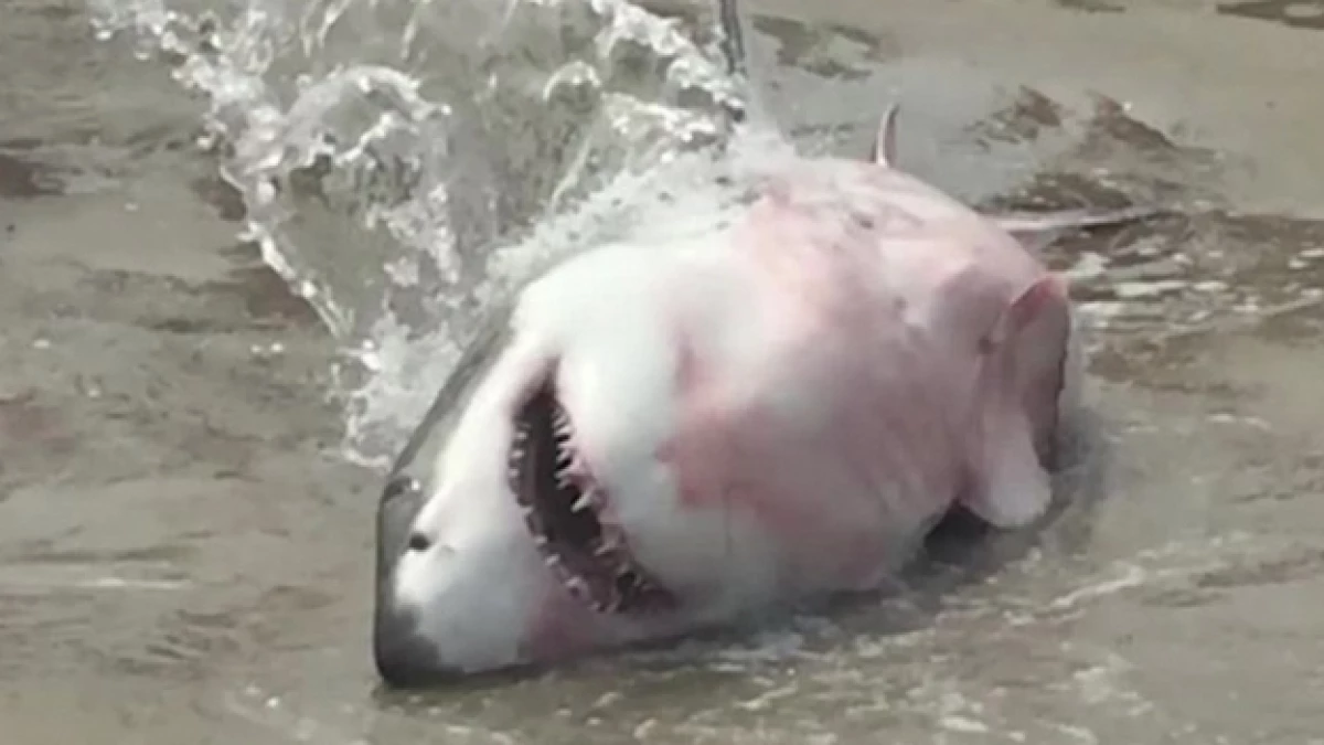 tiburon blanco rescatado en eu