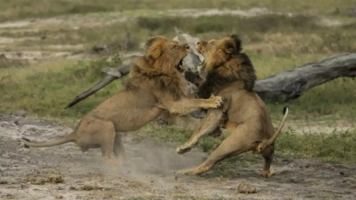 leones