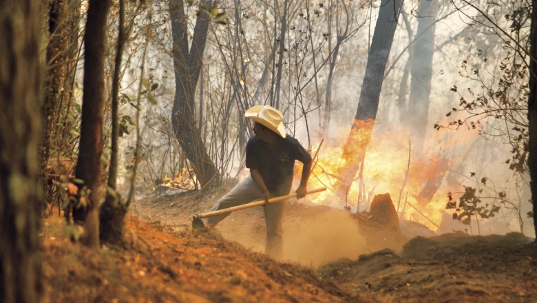 Recuperara los bosques para vivir
