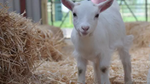 ejemplar-cabra-pigmea