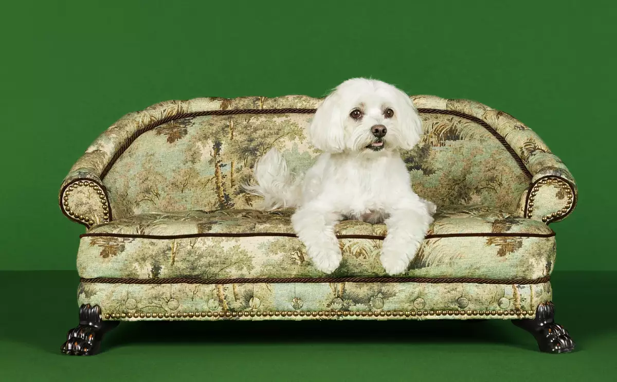 gucci perros