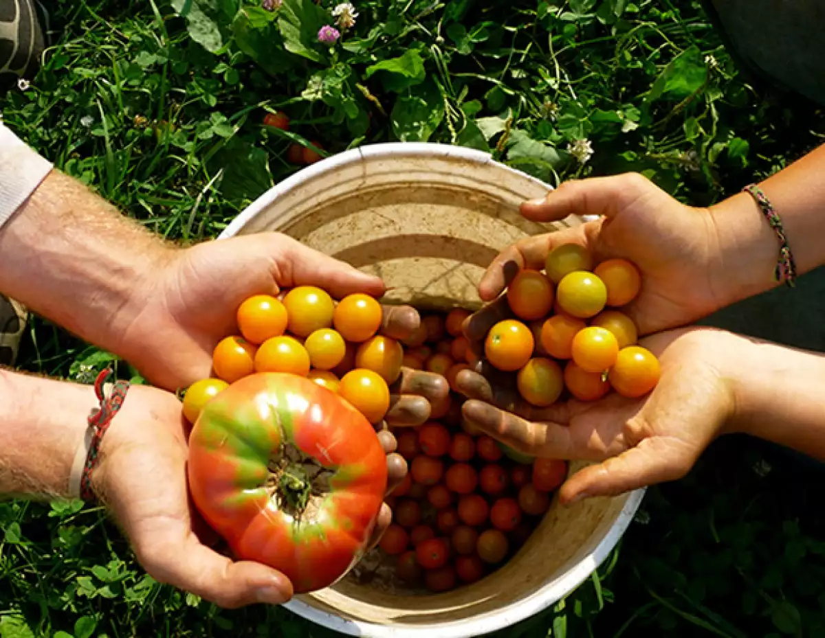 Hay mucho ruido sobre consumir alimentos orgánicos, pero muchos de nosotros no sabemos con exactitud qué es realmente la comida orgánica. Nosotros te explicamos.