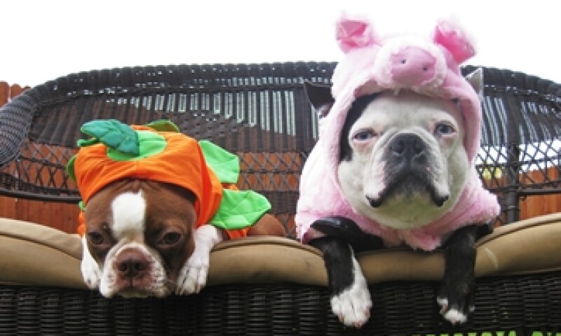 Mascota fashion