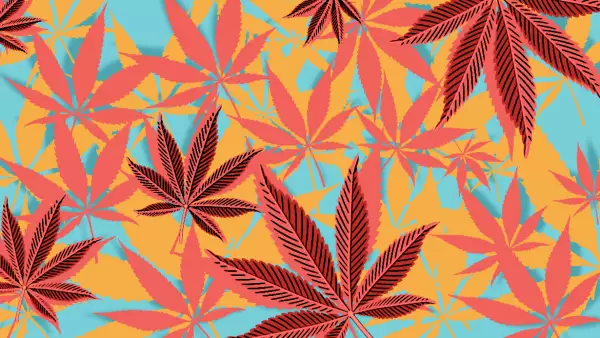 Decomiso de drogas en el gobierno de AMLO