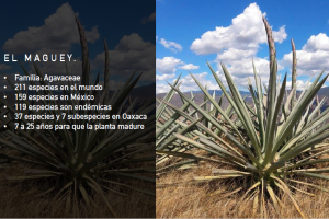 Proyecto Maguey