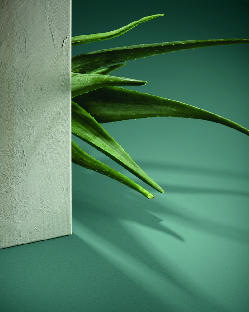 Vegetal Color del Año 2020 Comex