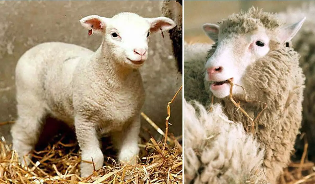 ‘Dolly’ no fue el primer ni único animal en ser clonado.