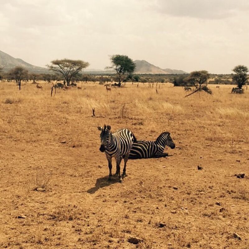 Hey zebra. #Vcation #Africa