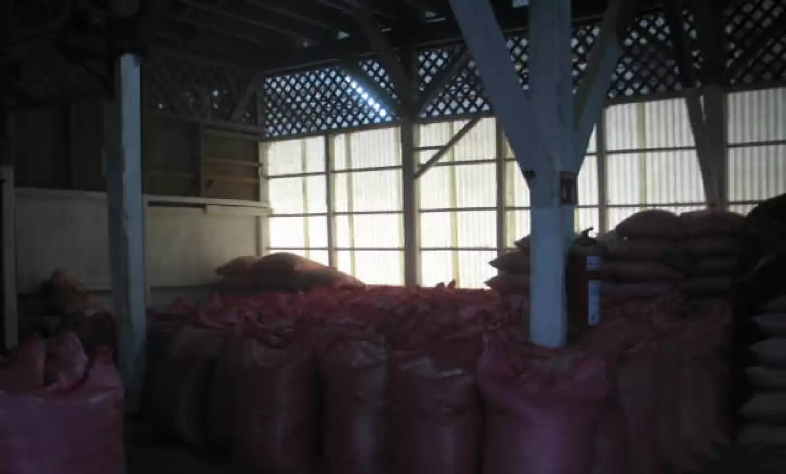 Un cultivo de café tarda 9 meses en estar listo para su cosecha