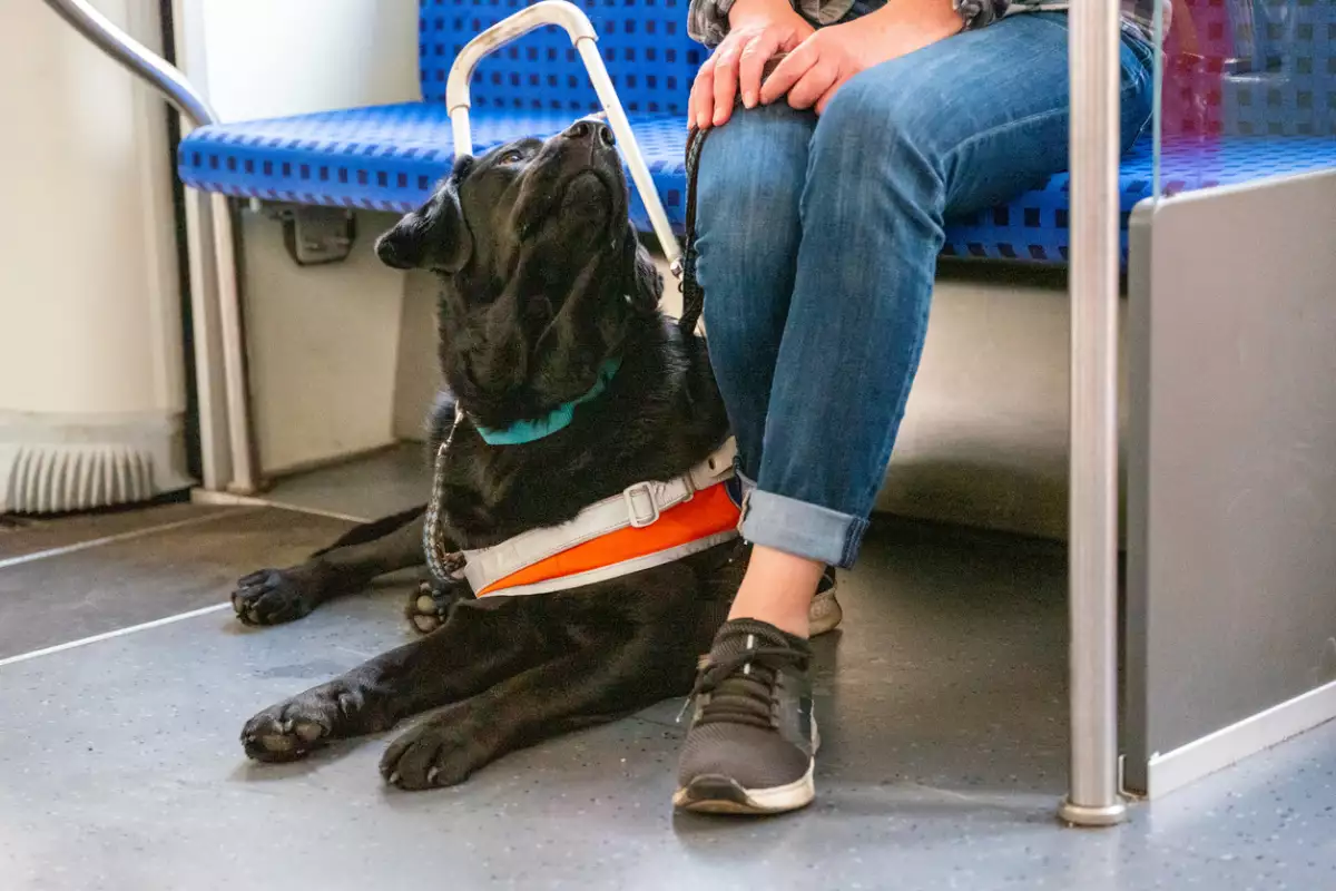 Prohíben acceso al Metro a persona ciega y perro guía, ¿qué dice el reglamento?