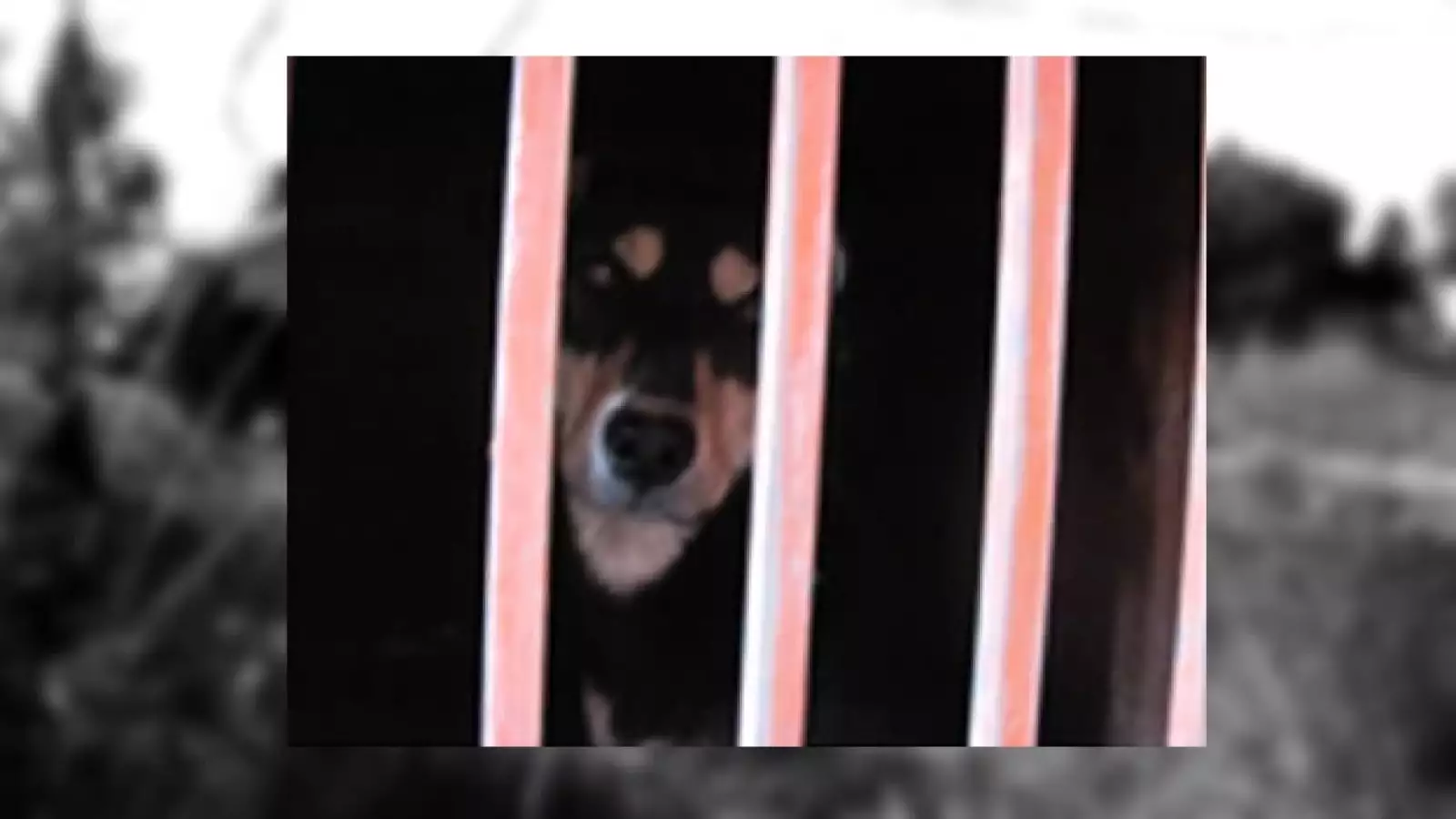 perros iztapalapa 8