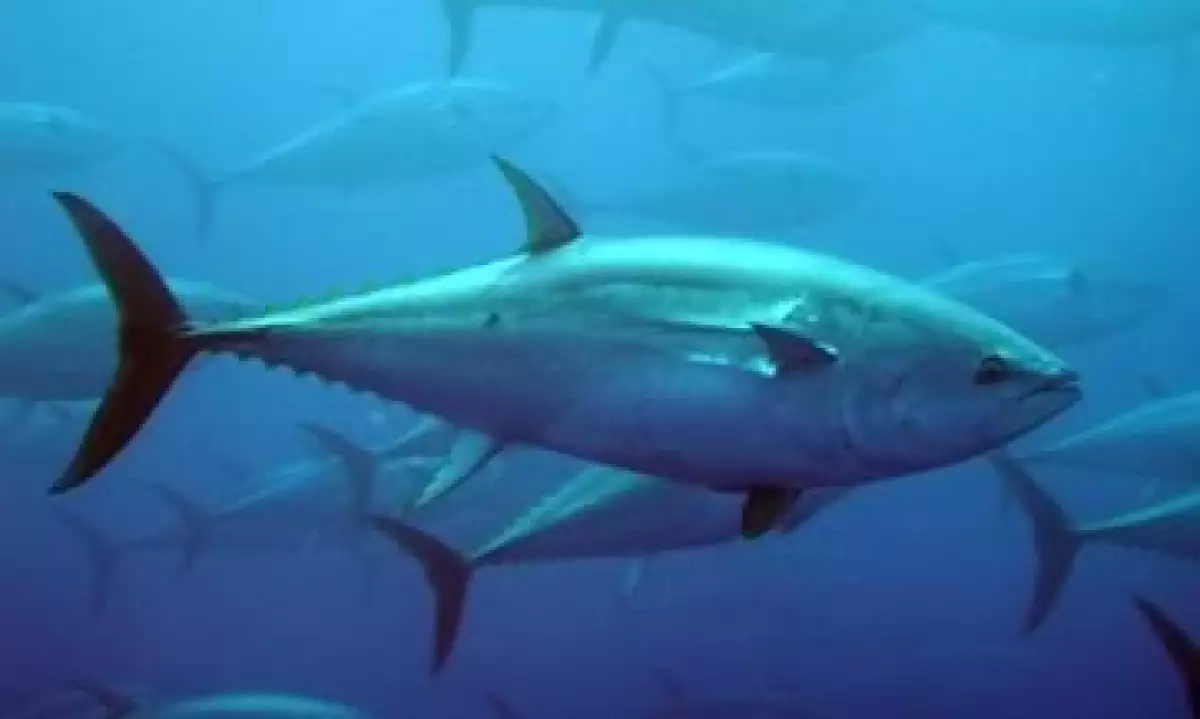 Atun