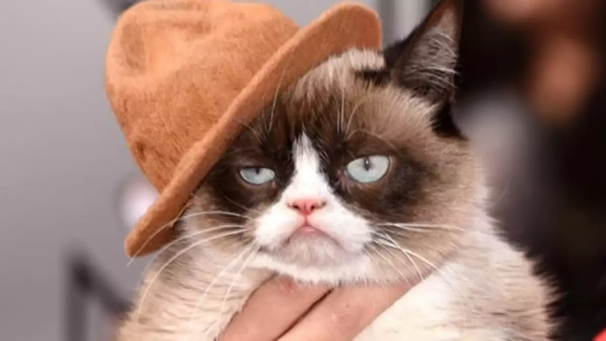 grumpy cat