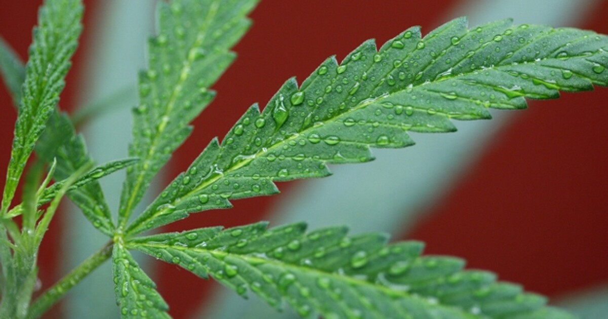 10 enfermedades donde la marihuana medicinal posiblemente ...