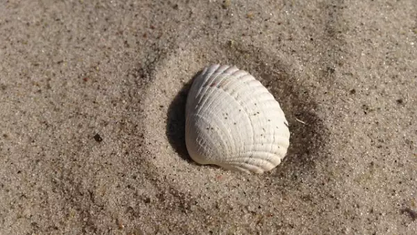 concha de mar