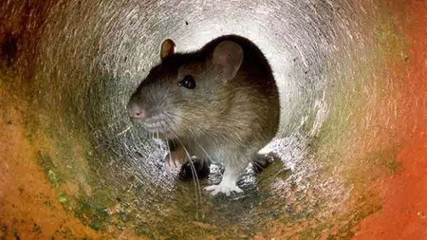 plagas urbanas denuncias