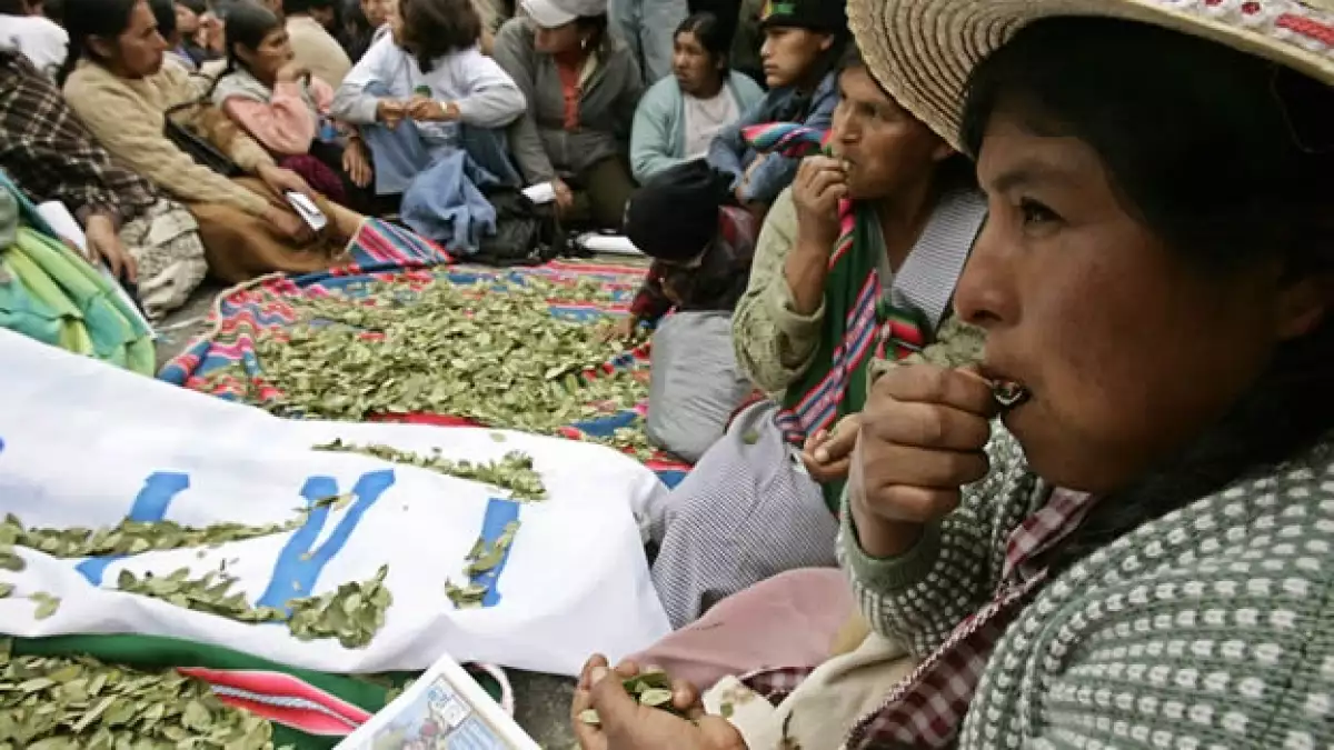 Masticado hoja de coca Bolivia