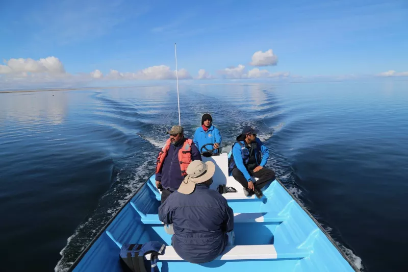 La ballena gris está en peligro en Baja California Sur y para salvarla "requerimos el compromiso de todos"