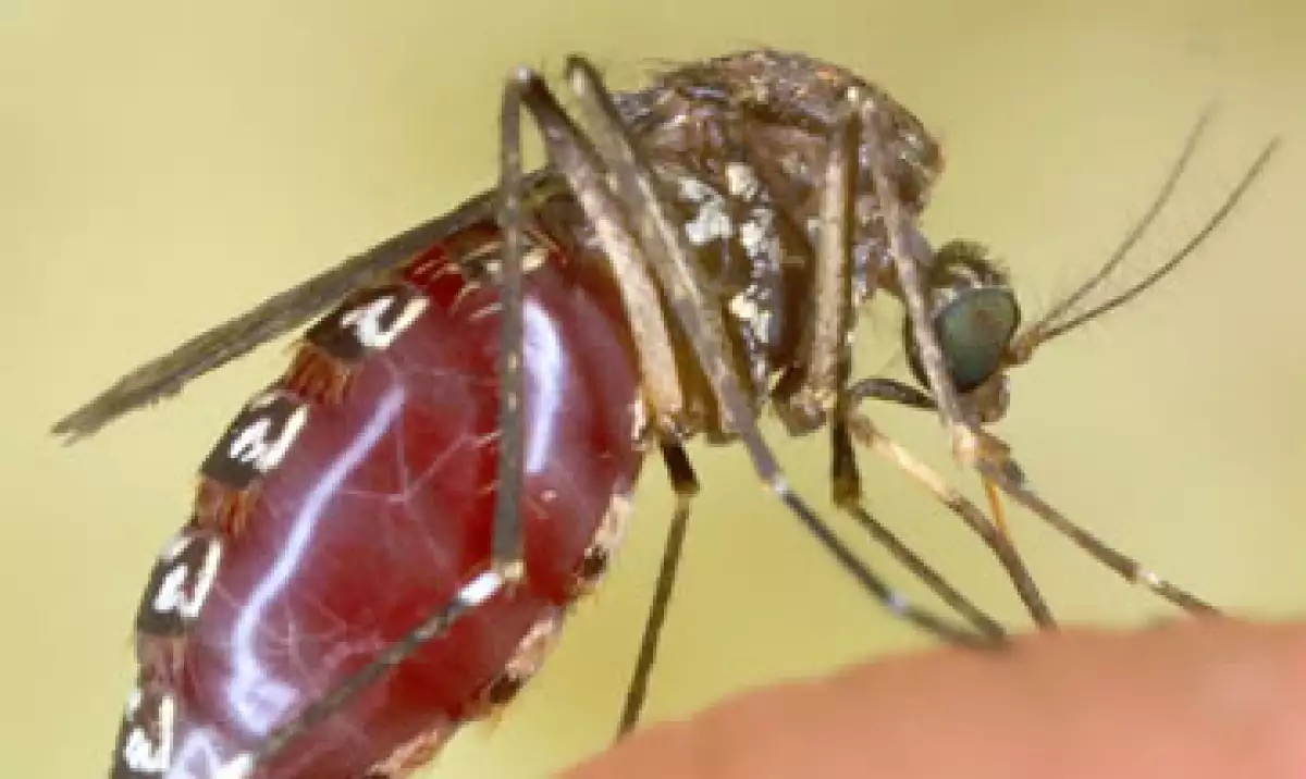 México tiene 34 casos registrados de la enfermedad. (Foto: Getty Images)